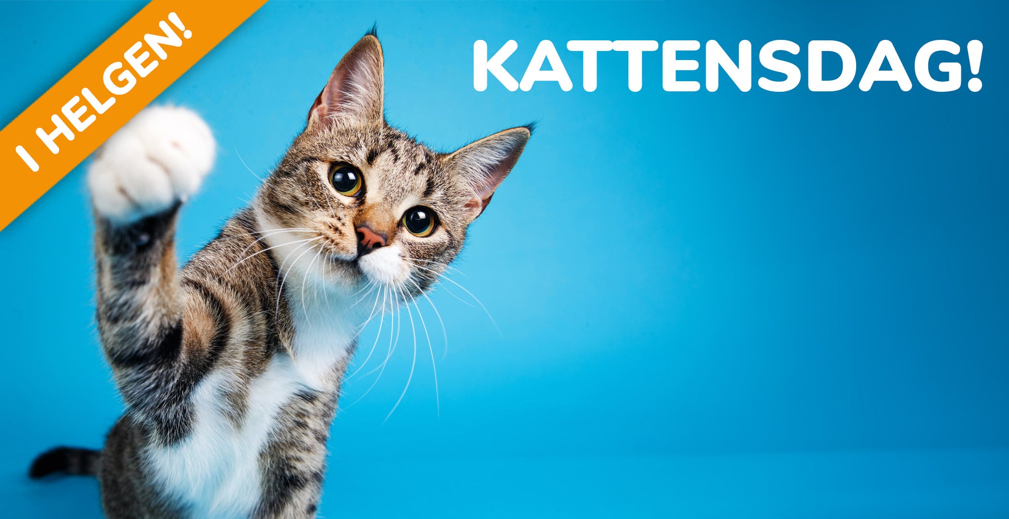 KATTENS-DAG PÅ ZOOGIGANTEN I LOMMA! 2-3:e DECEMBER