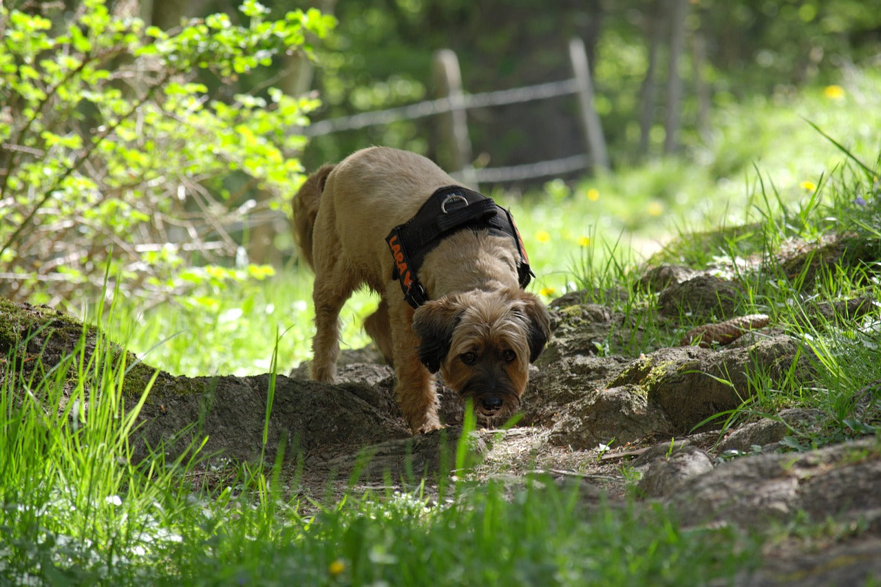 Nosaktivetet för hund – lär hunden spåra