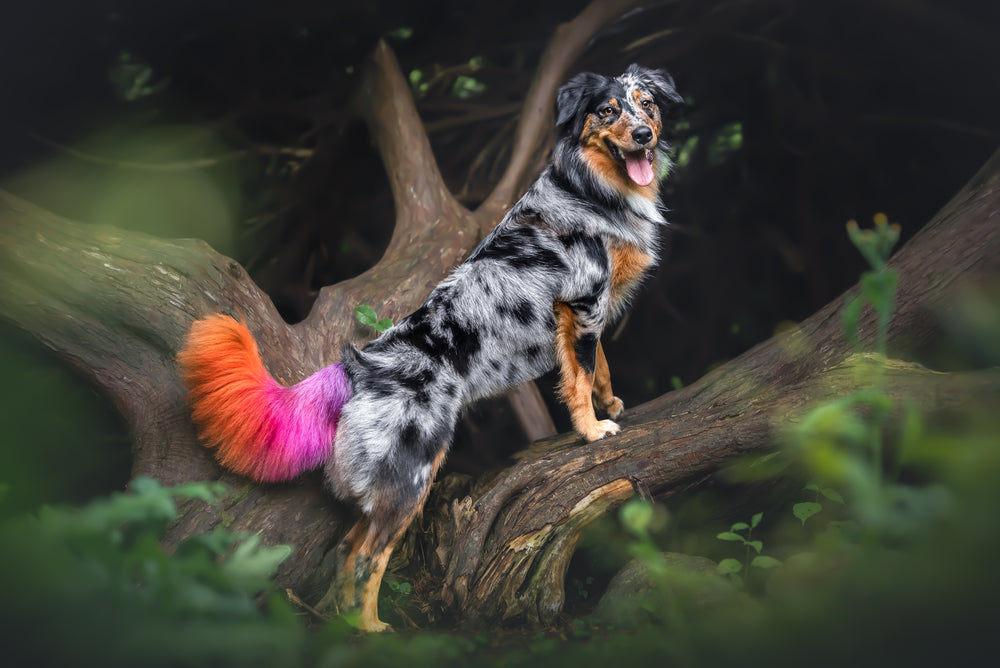 HUND - FÄRGNING | Endast 199 kr! - Zoogiganten