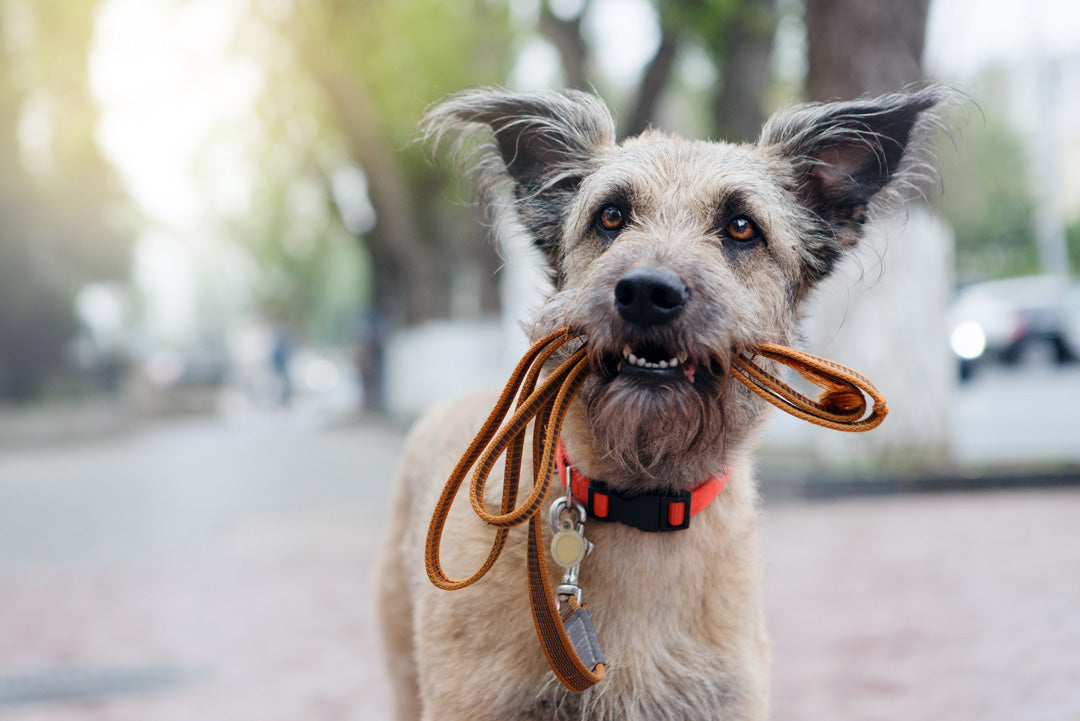 FÖRELÄSNING - LÄTTARE KOPPELGÅENDE | Endast 375 kr! - Zoogiganten