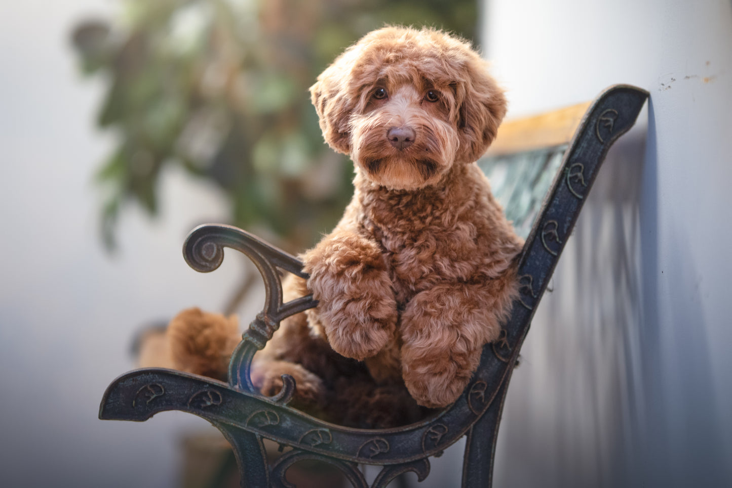 HUNDTRIM - DOODLEKLIPPNING | Endast 1259 kr! - Zoogiganten