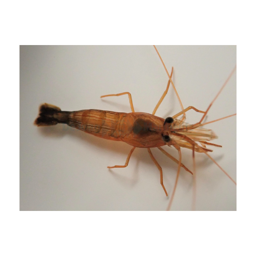Lysmata wurdemanni - Pepparminträka | Endast 389 kr! - Zoogiganten
