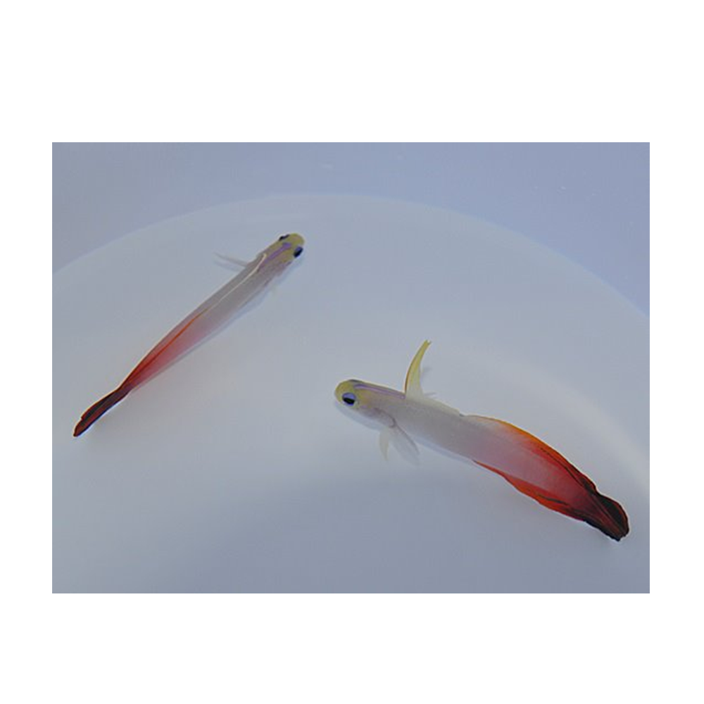 Nemateleotris magnifica - Firegoby | Endast 599 kr! - Zoogiganten