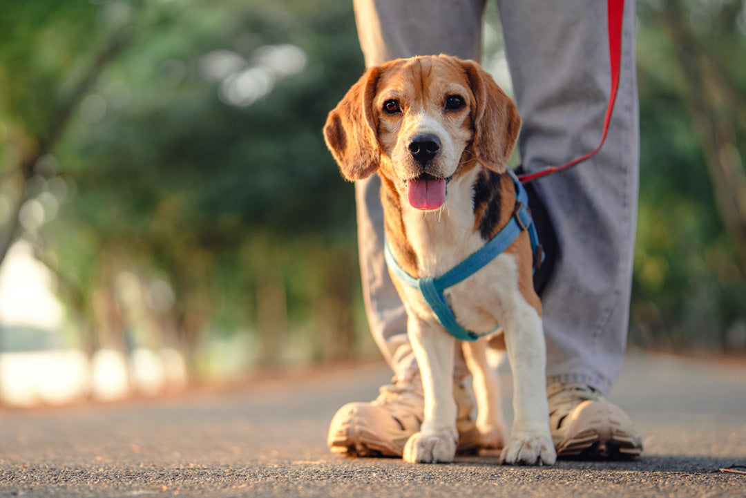 KURS - HUND VARDAGSLYDNAD | Endast 1400 kr! - Zoogiganten