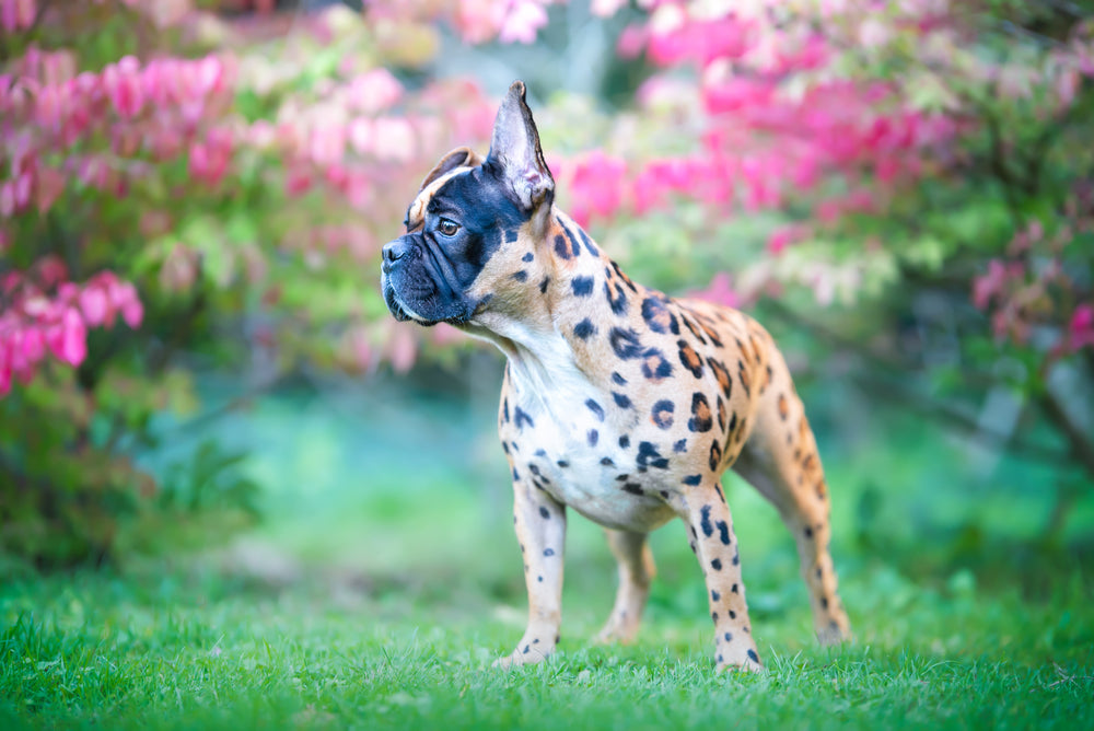 HUND - FÄRGNING | Endast 199 kr! - Zoogiganten