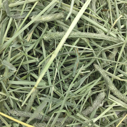Hö Western Timothy - 425 G | Endast 129 kr! - Zoogiganten