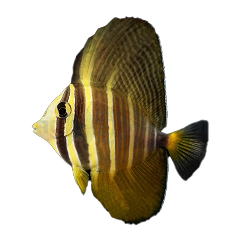 Zebrasoma veliferum - S - Veliferum kirurgfisk | Endast 829 kr! - Zoogiganten