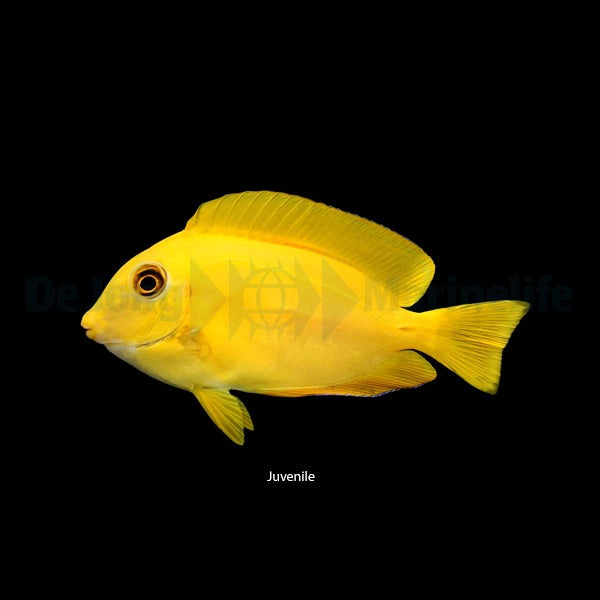Acanthurus olivaceus - M - Orange shoulder kirurgfisk