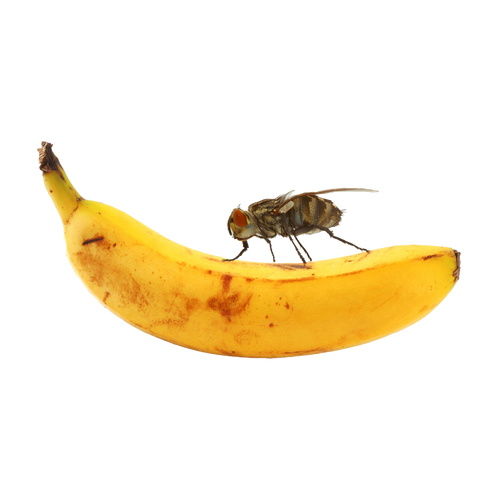 Stora Bananflugor i kopp | Endast 89 kr! - Zoogiganten