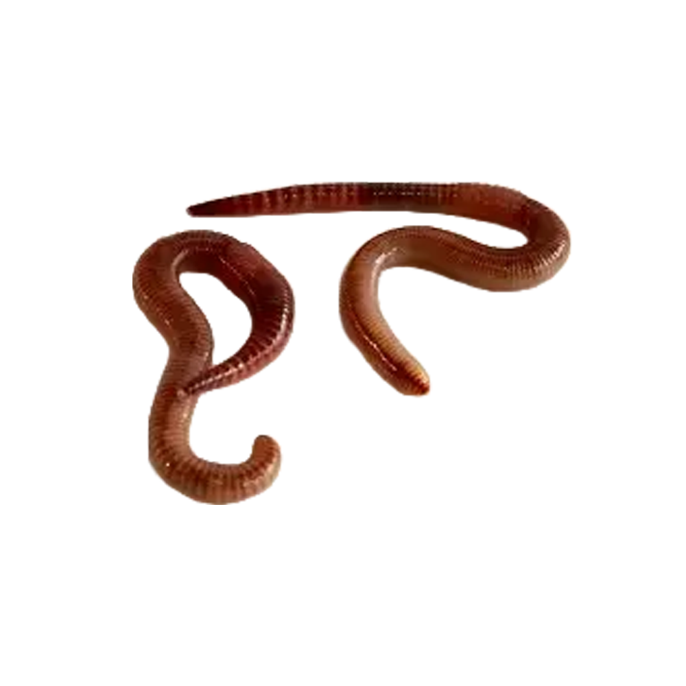 Daggmask Medium (20 st) - Eisenia Venera