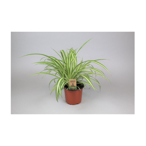 Kaningräs Kruka - 12 CM | Endast 89 kr! - Zoogiganten