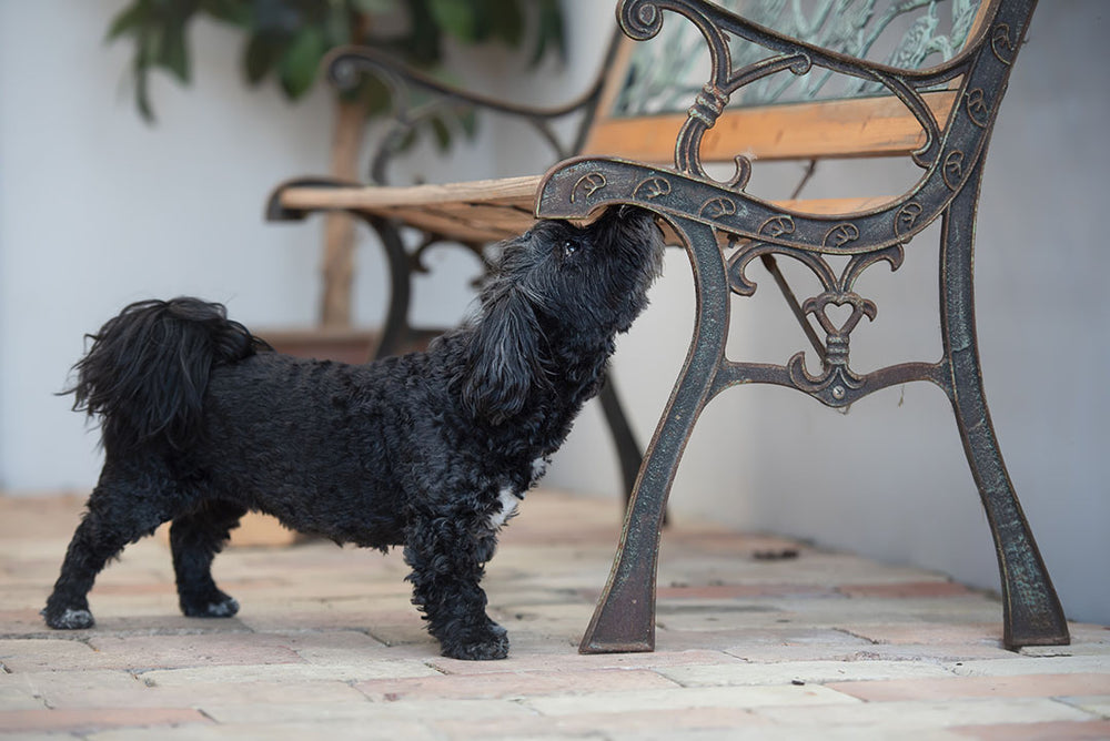 NOSEWORK 1 UTVECKLING | Endast 2300 kr! - Zoogiganten