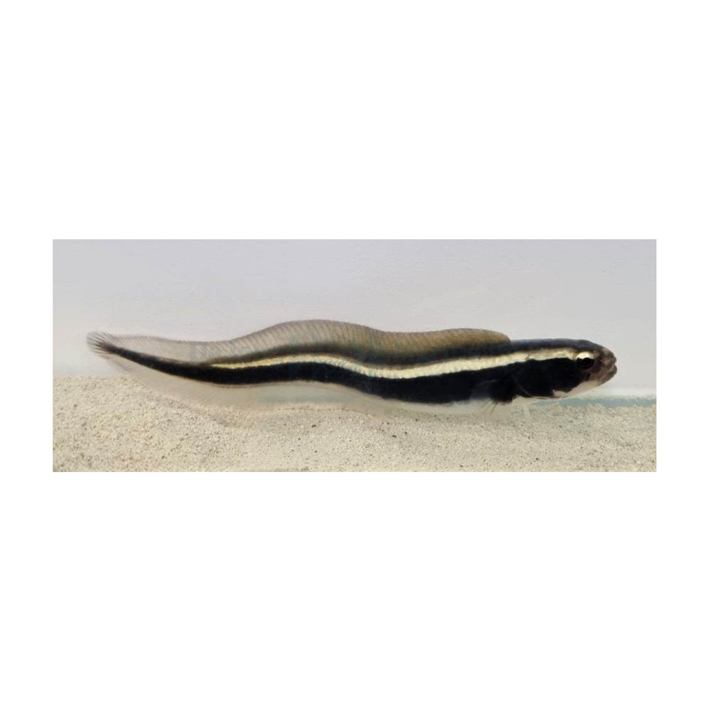 Pholidichthys leucotaenia / Engineer Goby