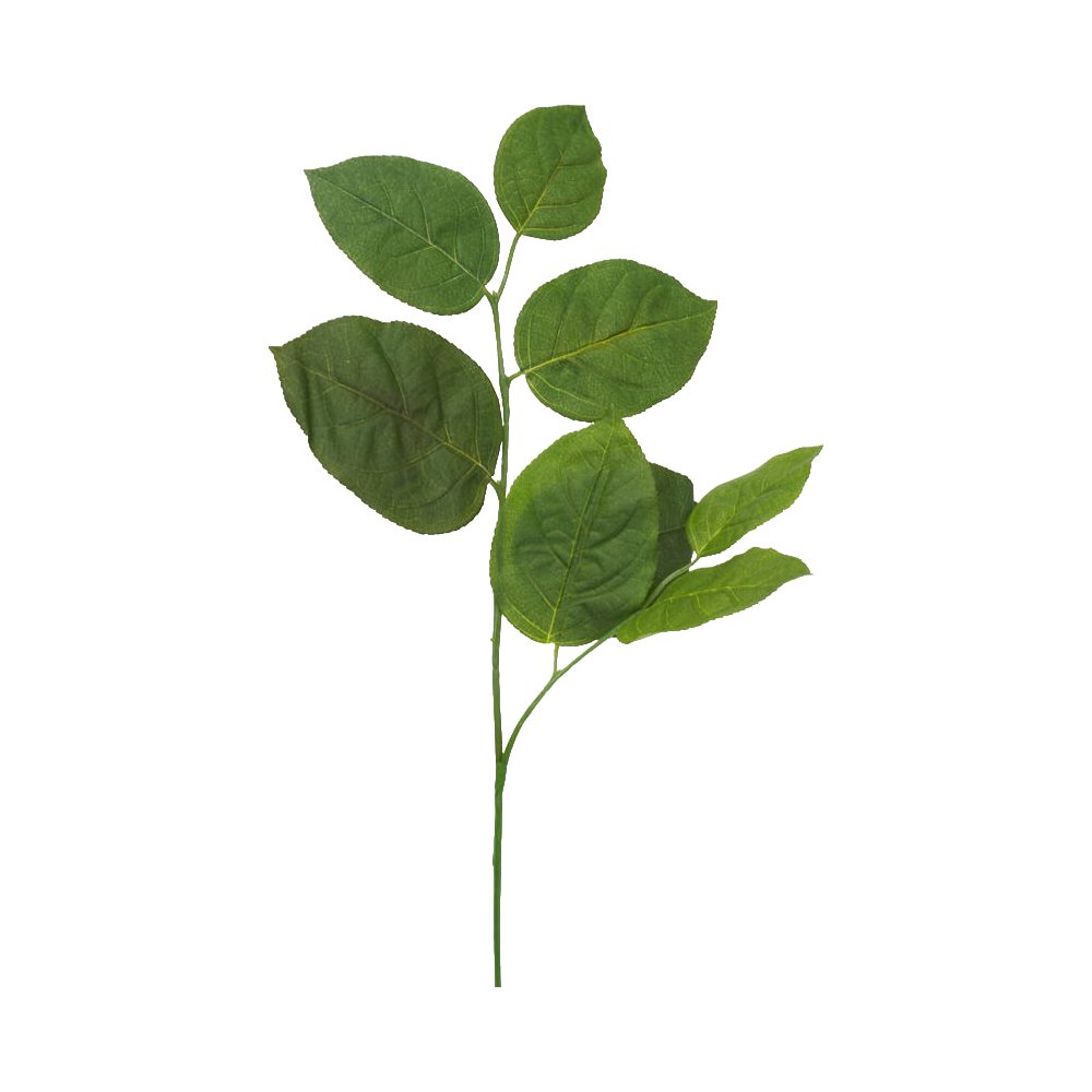 Salalkvistar för vandrande pinne - 1 st