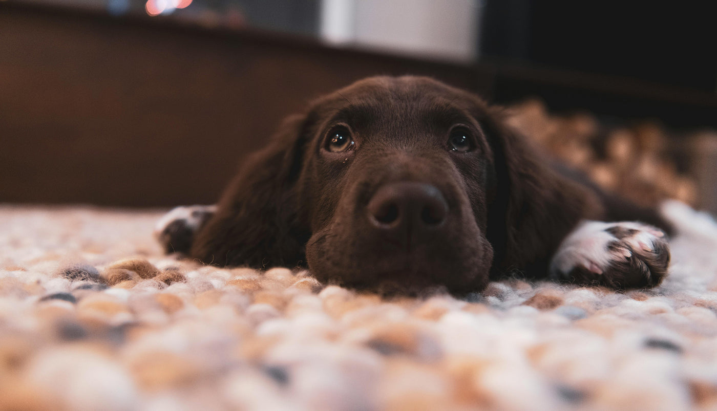 En vilande hund i Lomma efter Hundtrim