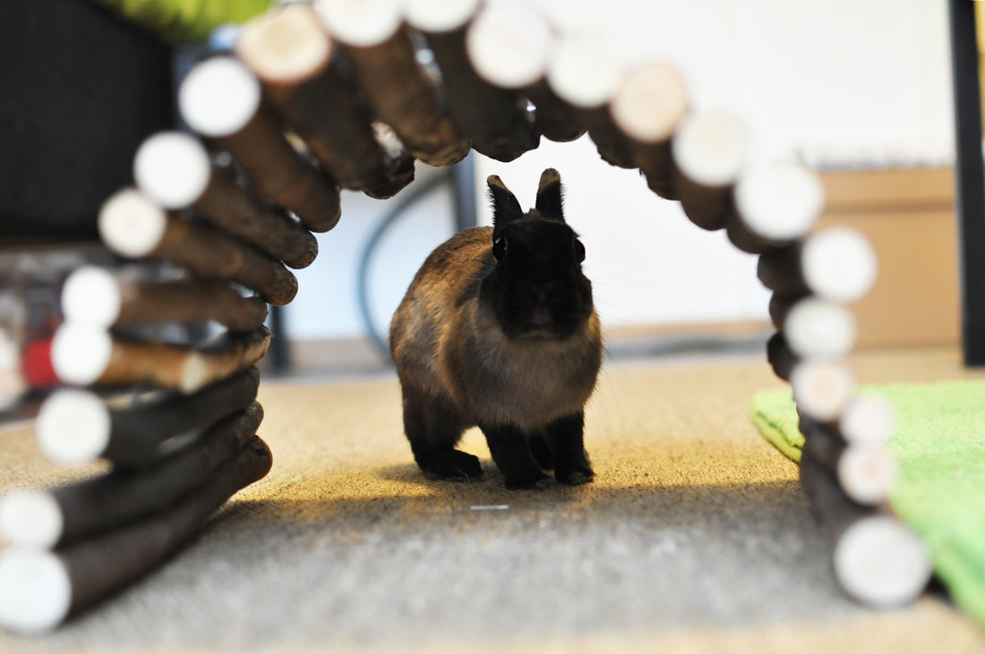 Inredning för en lycklig kanin