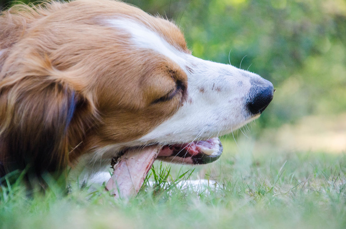 Gör din hunds liv rikare med berikning