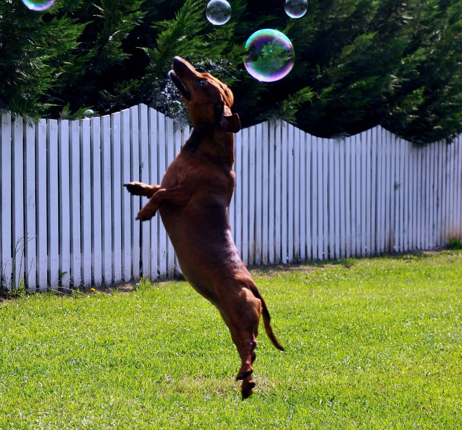 Hunden som hoppar