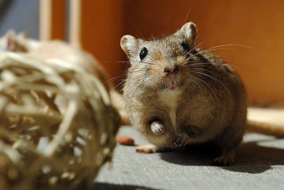 Skötselråd Gerbil