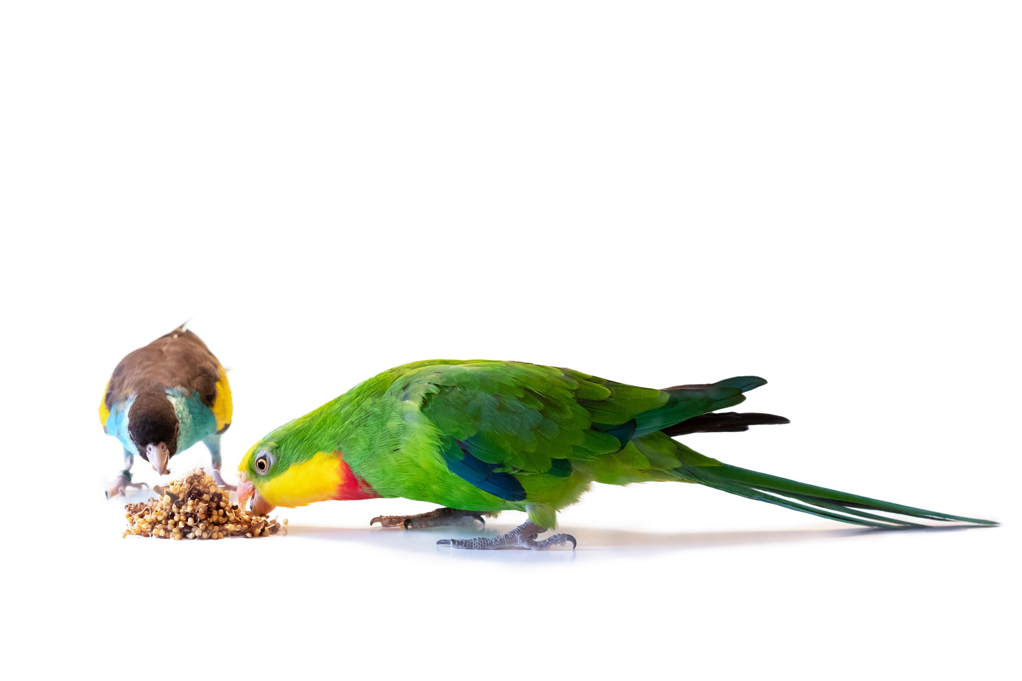 Frögroddning och utfodring av fåglar