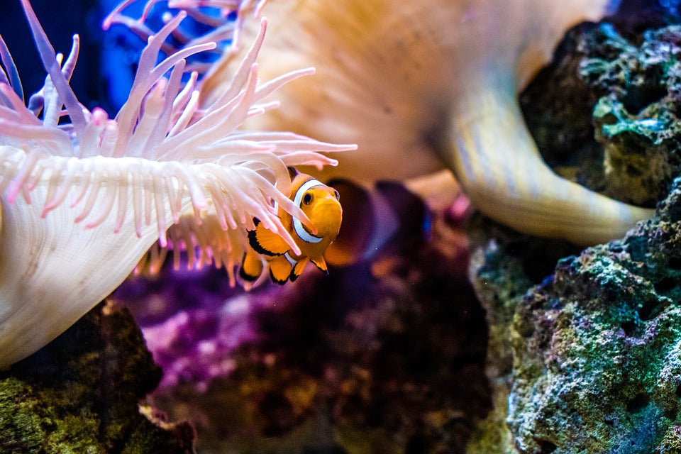 Hitta Nemo kan bli en livsstil