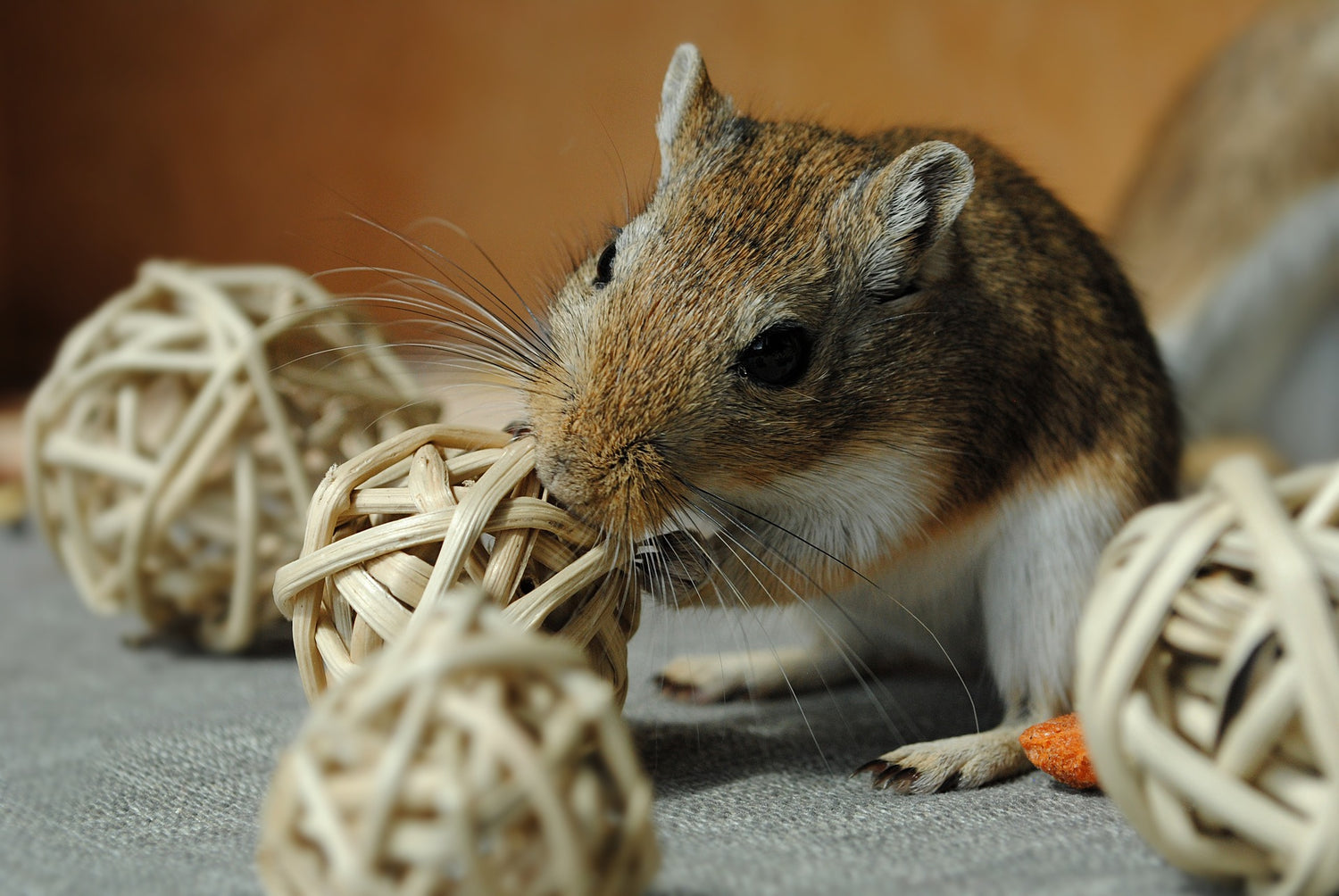 Inredning för en lycklig gerbil