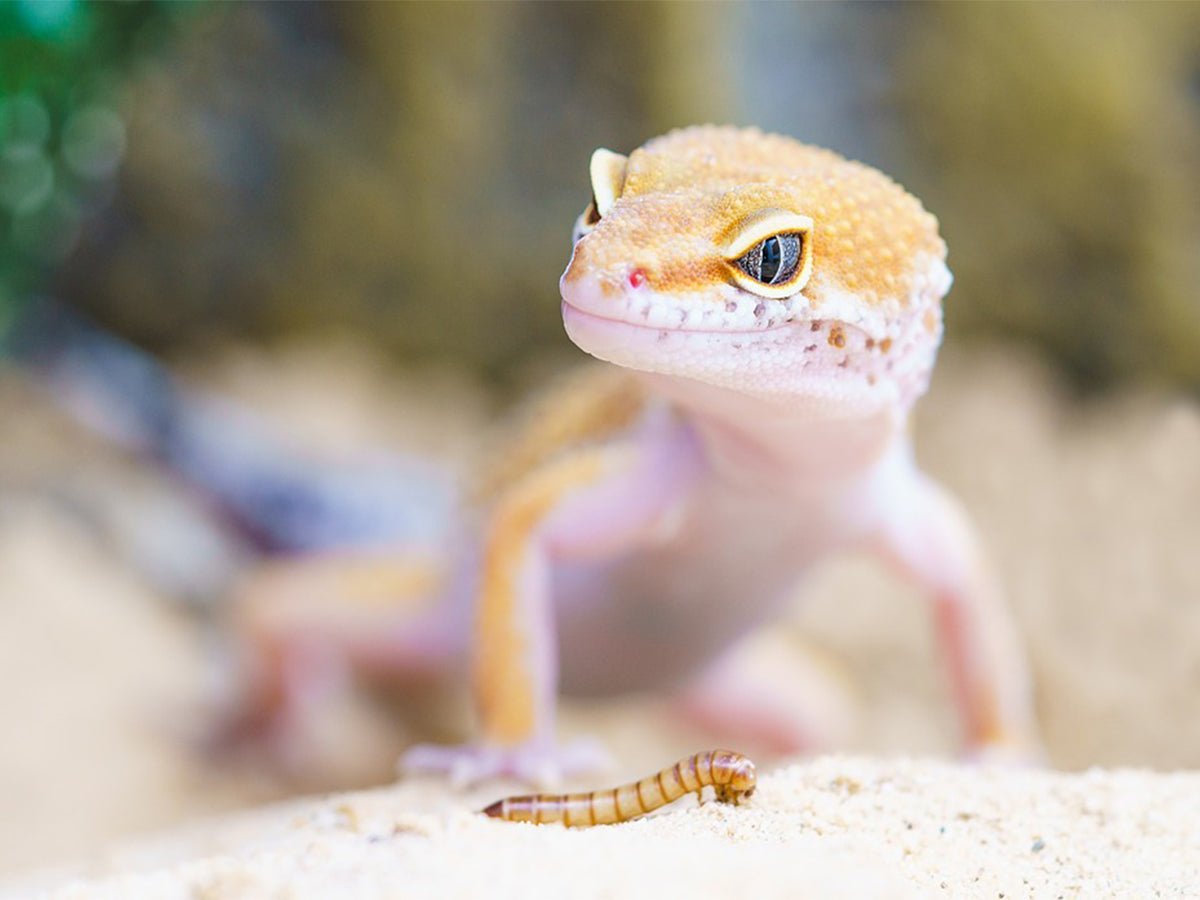 Berikning för geckos