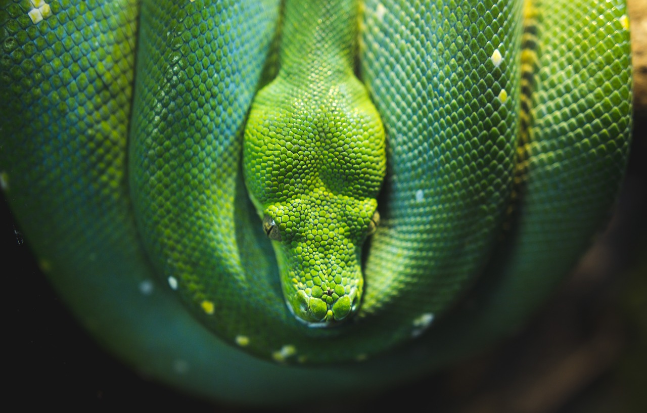 10 saker du inte visste om ormar