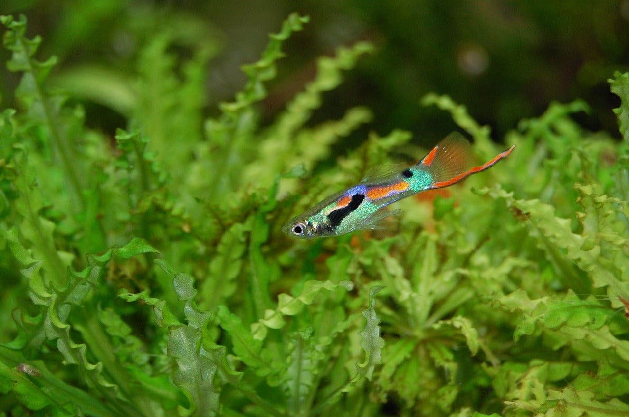 Skötsel av Guppy, Poecilia reticulata