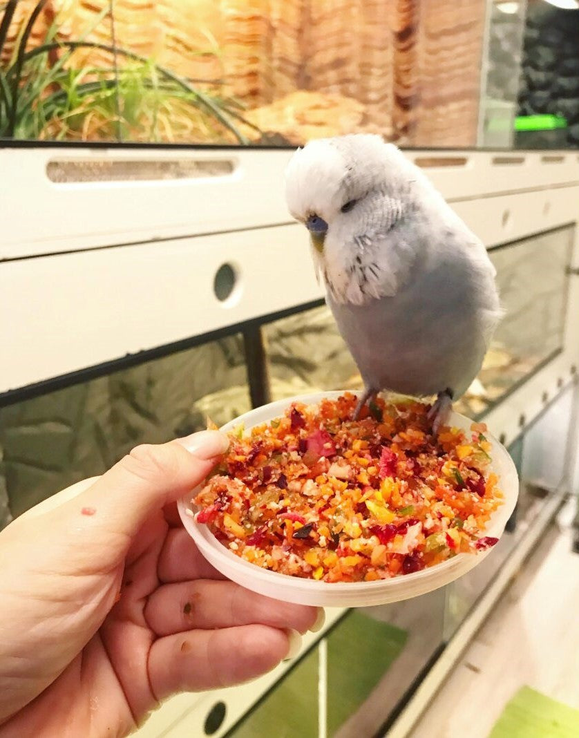 Utfodring av fåglar