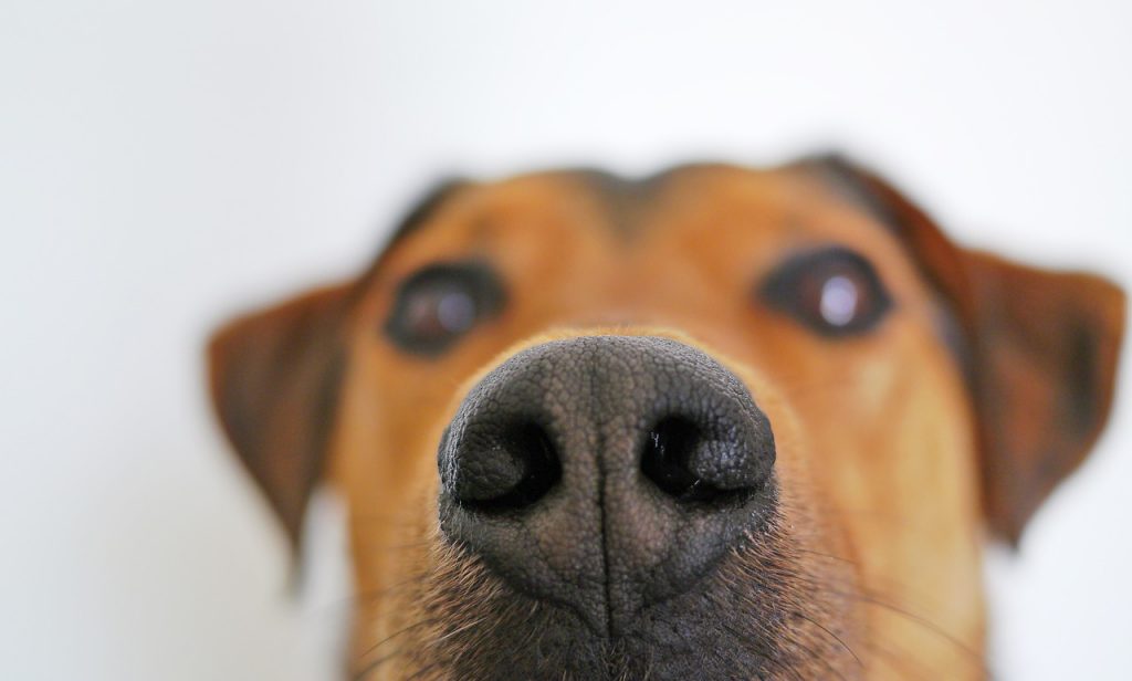 Nosaktiviteter med hunden - olika typer av sök