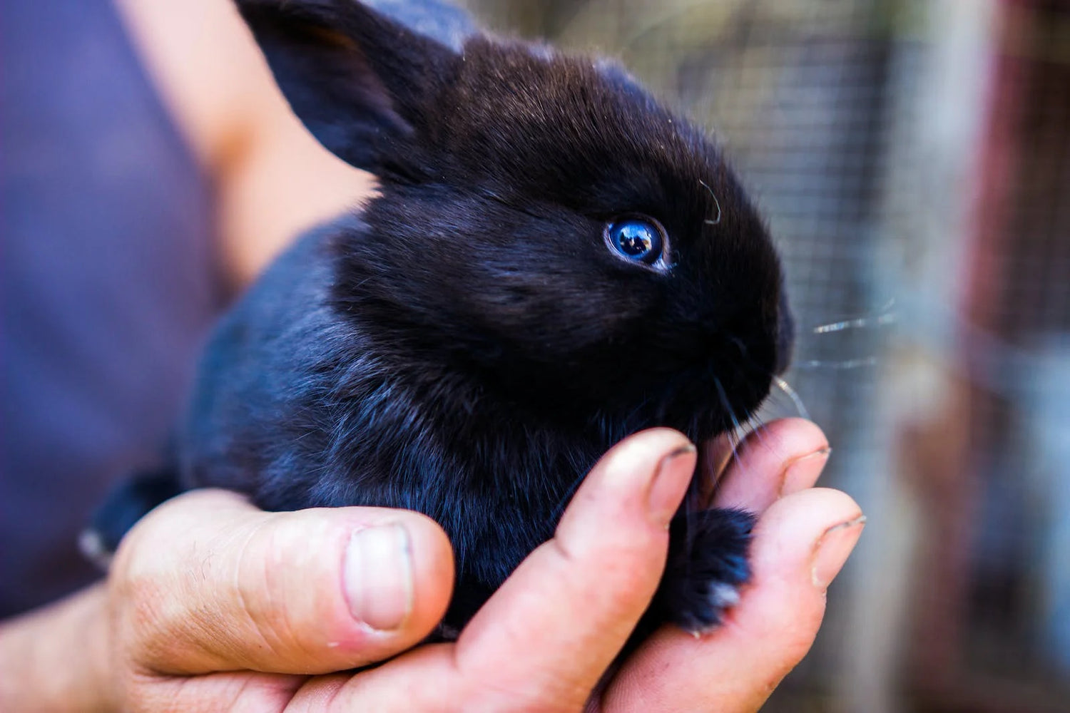Vad säger lagen om kaniner och gnagare?