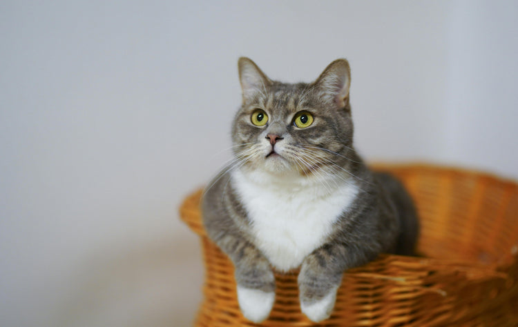 Katt - Foder