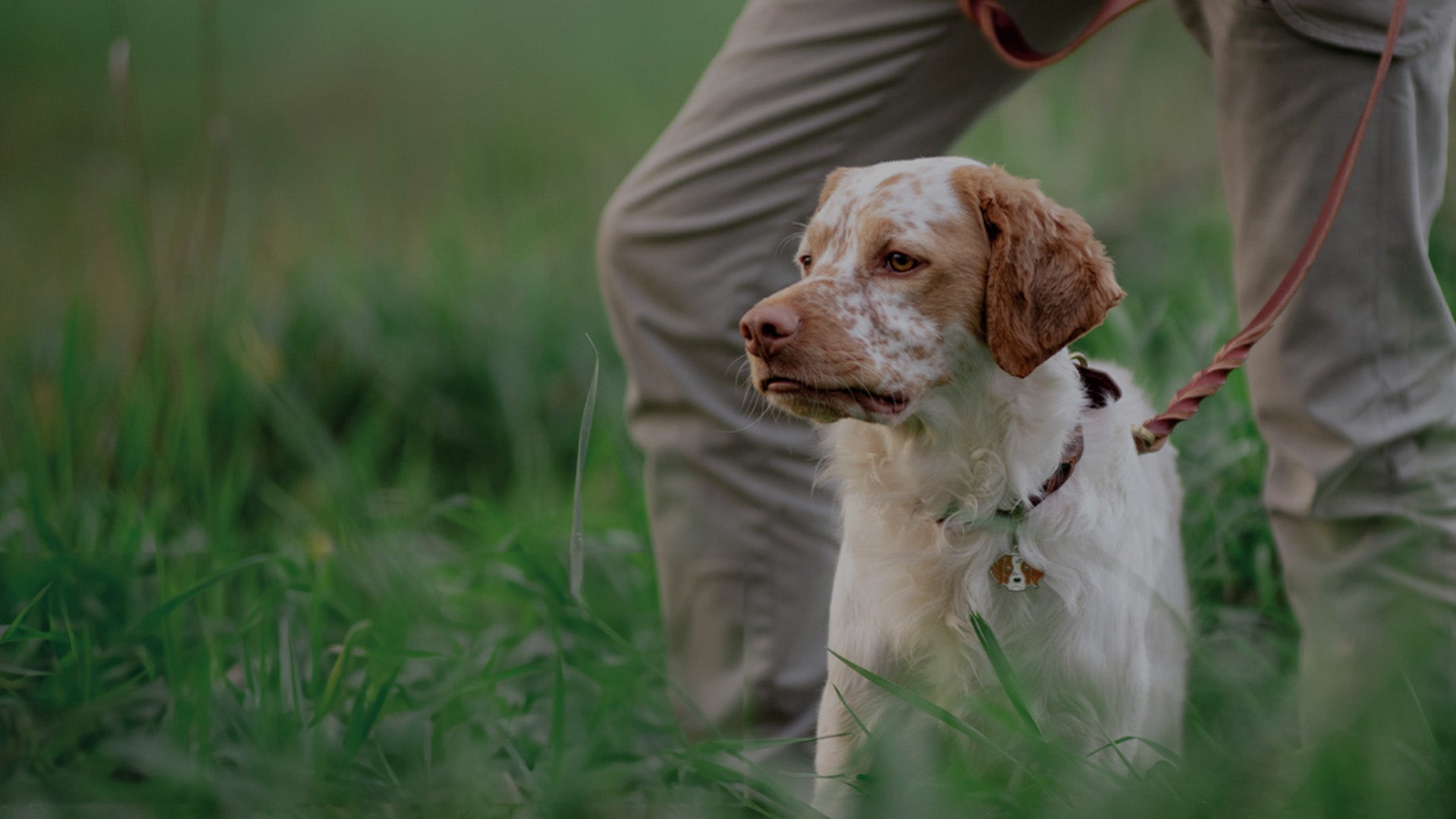 Hund - Koppel, halsband & selar