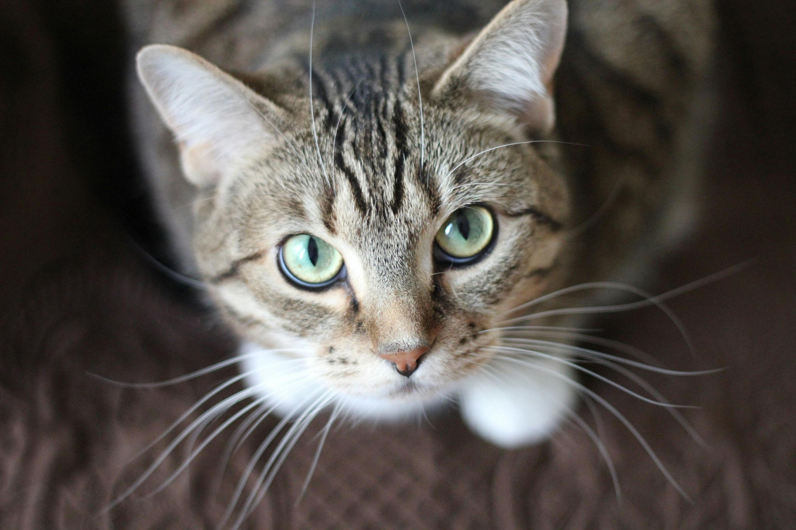 Katt - Kattsand
