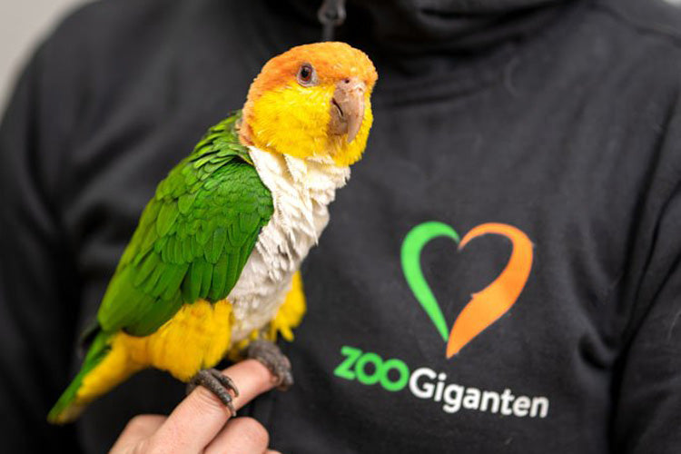 Fågel - Sand & Bo- & Bottenmaterial