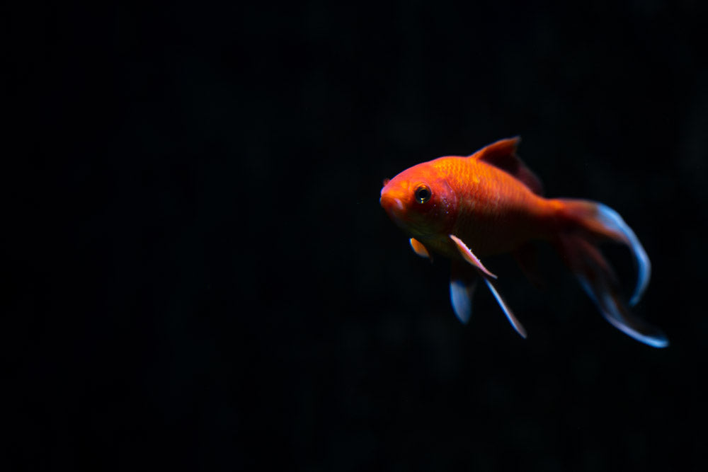 Akvaristik