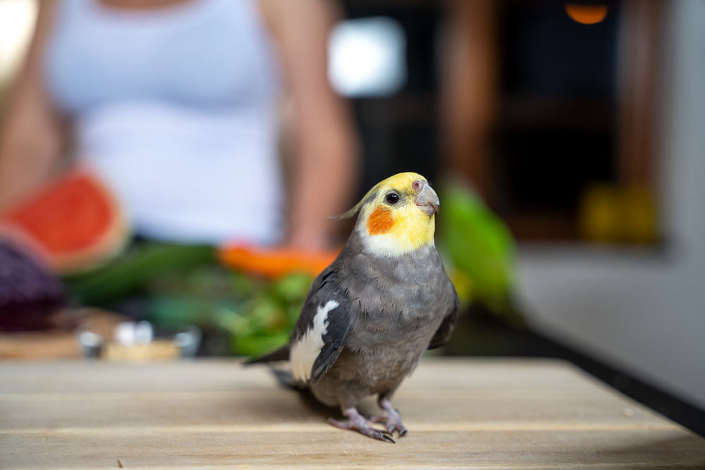 Fågel