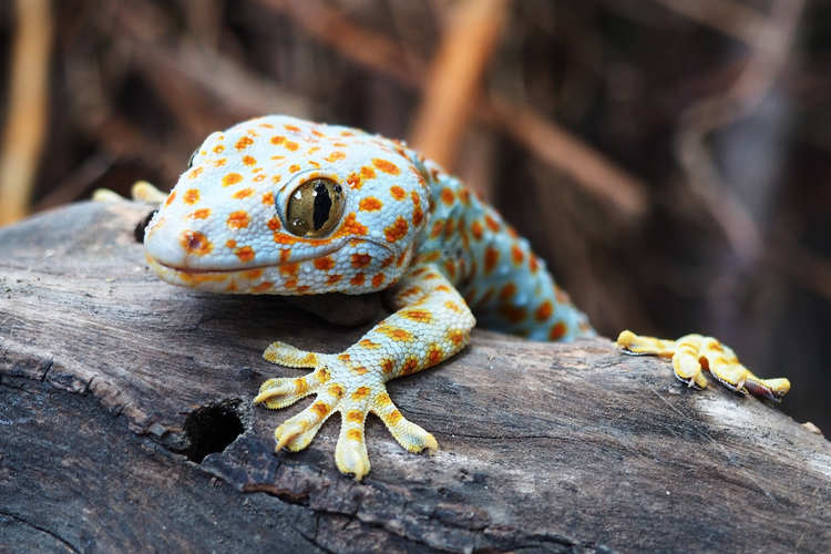 Reptil - Helfoder