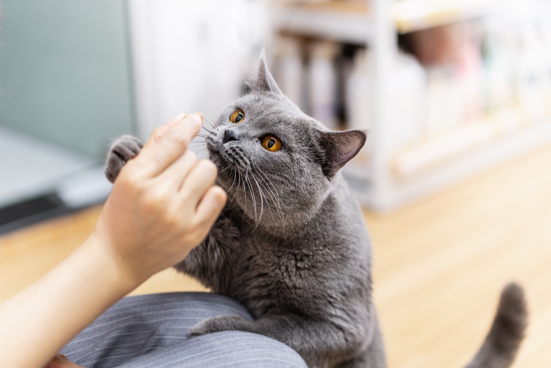 Katt - Veterinärfoder