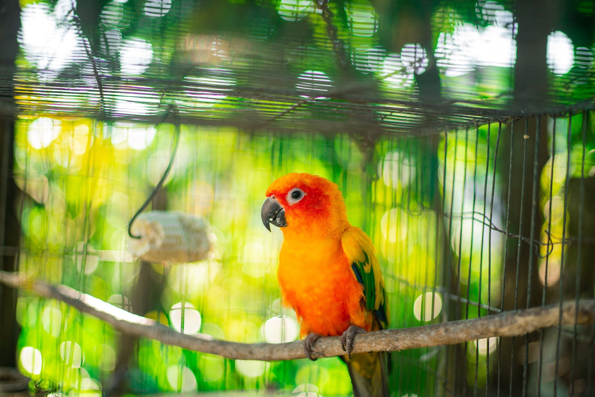 Fågel - Träning & aktivering