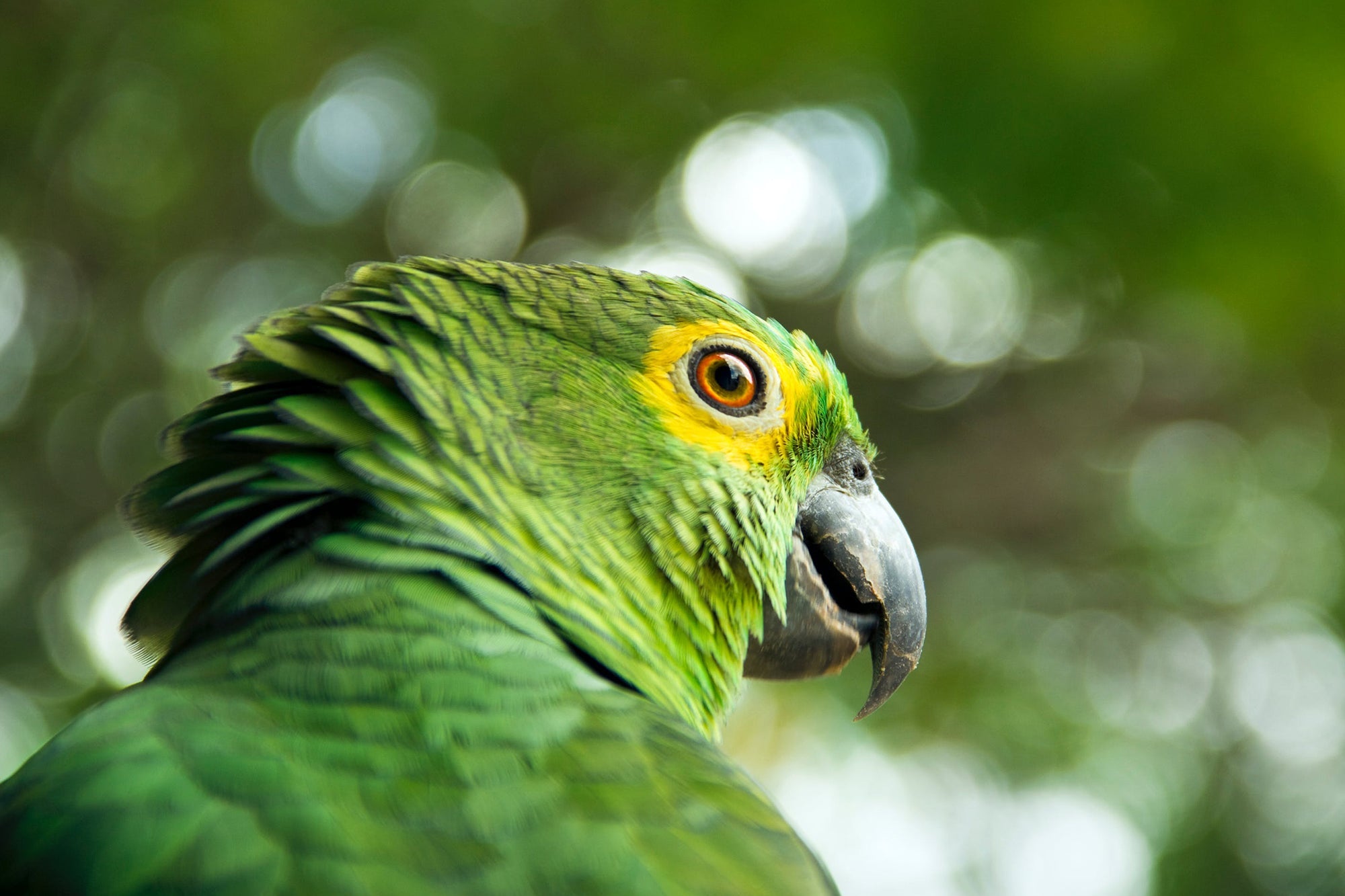 Fågel - Redskap & tillbehör