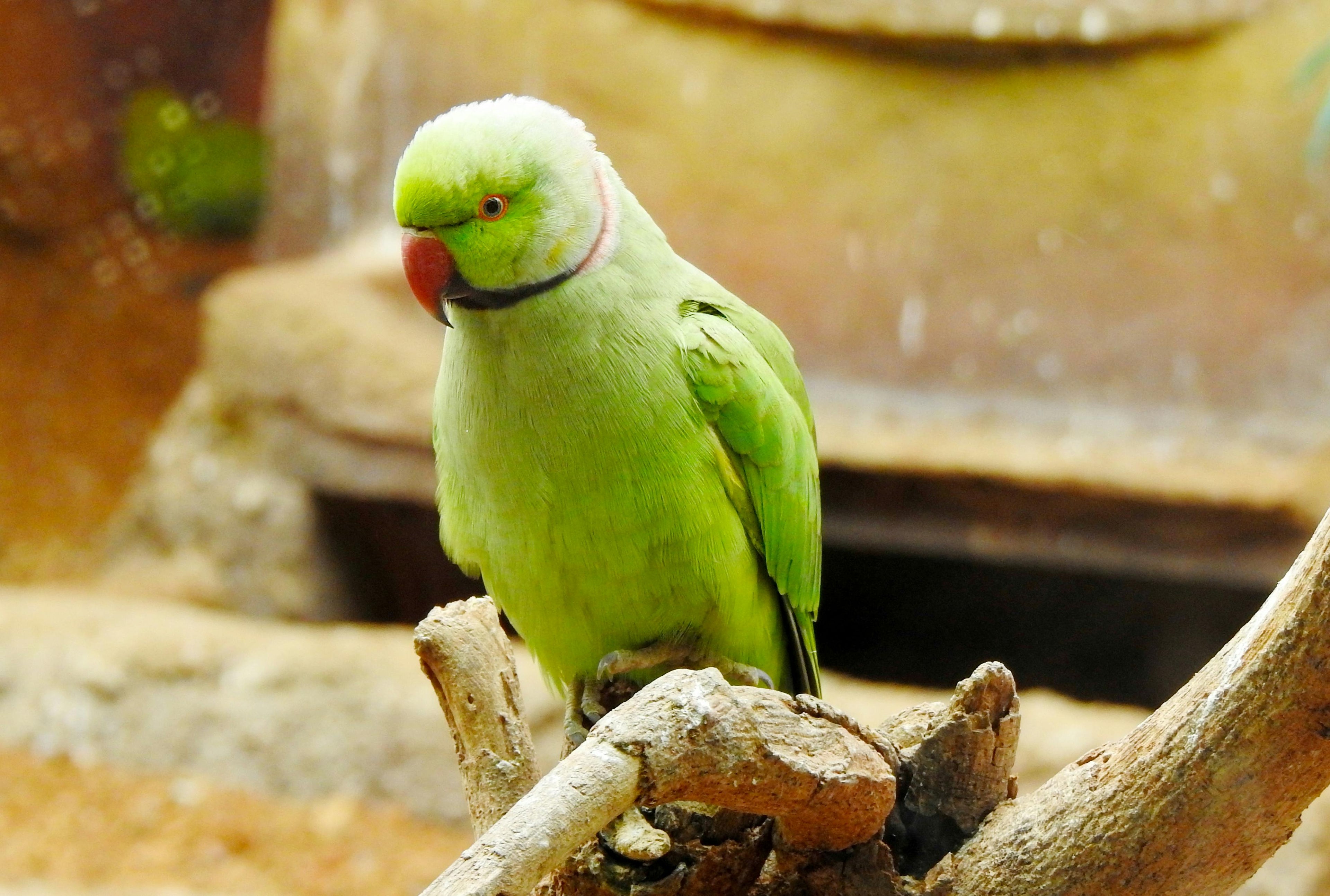 Fågel - Insektfoder