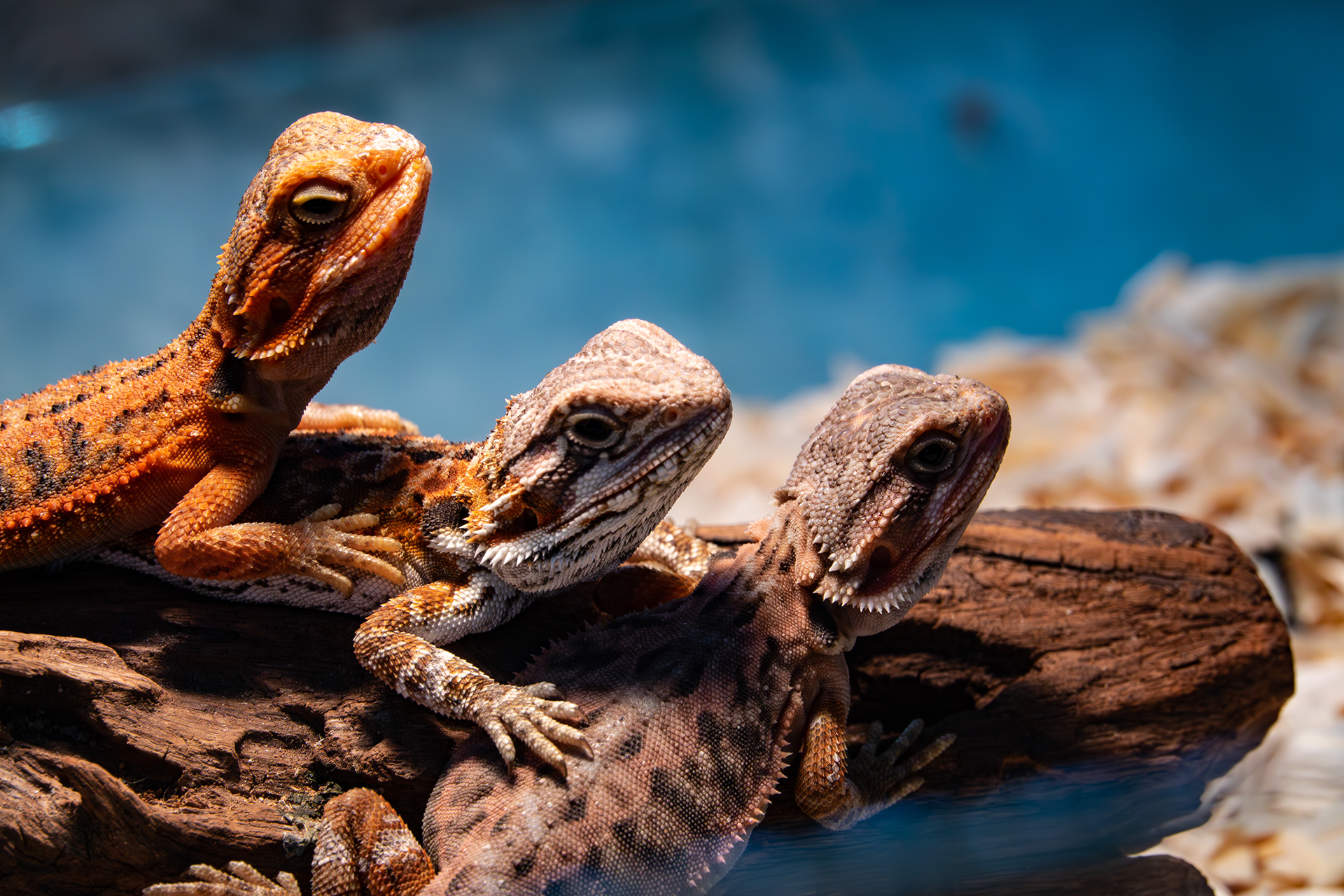 Reptil - Levande Insekter