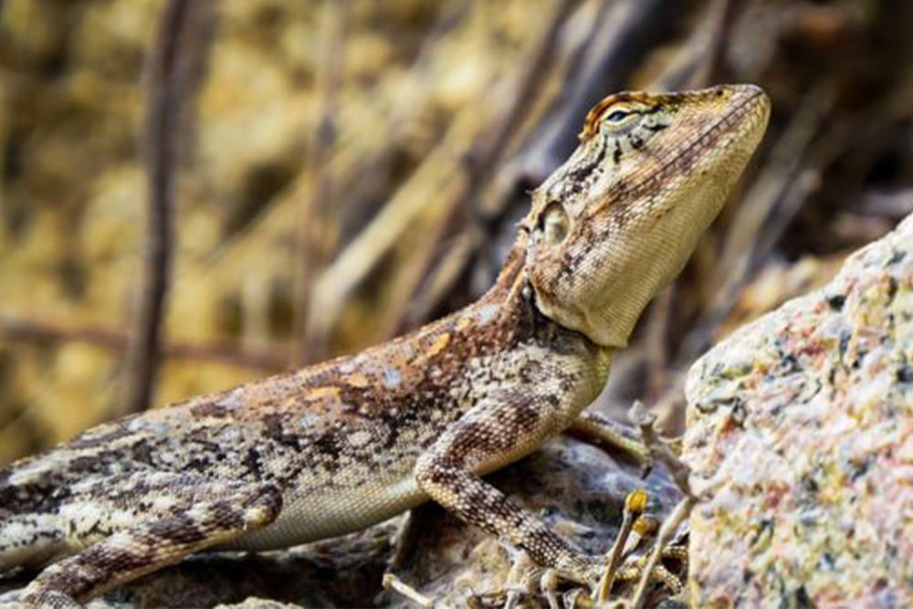 Reptil - Foder
