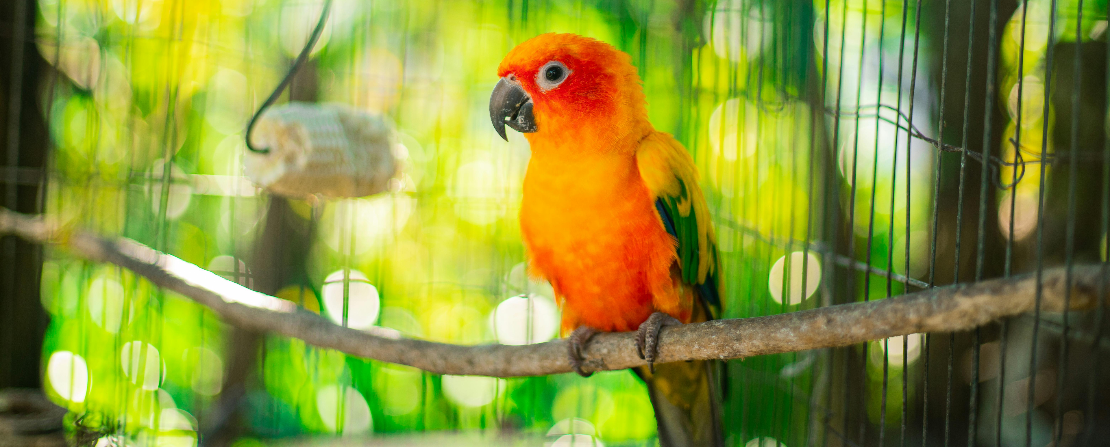 Fågel - Sittpinnar & Sittplatser