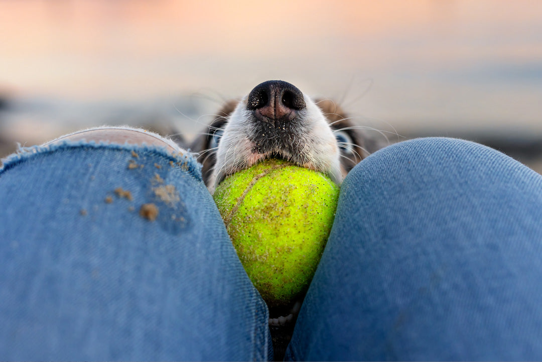 APPORTERING FÖR HEMMABRUK | Endast 900 kr! - Zoogiganten