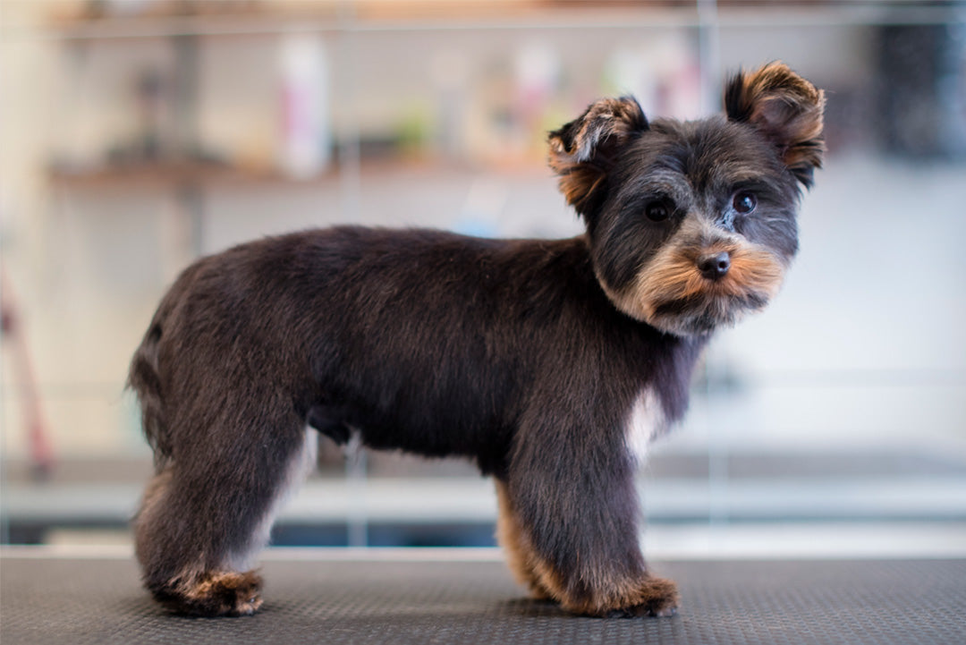 BAMSEKLIPPNING | Endast 1259 kr! - Zoogiganten