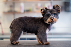 HUNDTRIM - BAMSEKLIPPNING | Endast 1259 kr! - Zoogiganten