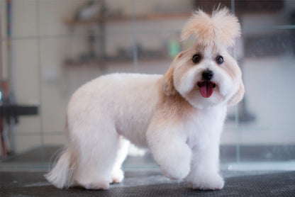 BAMSEKLIPPNING | Endast 1259 kr! - Zoogiganten